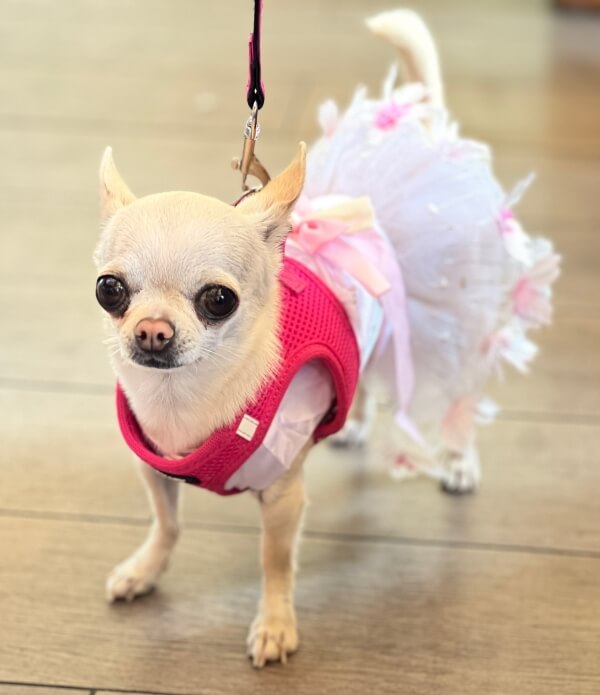 French dog, Simone Dyer