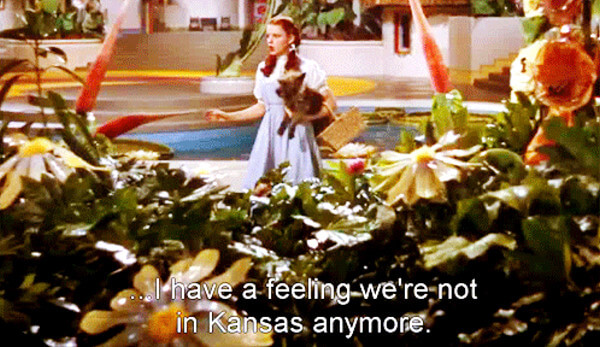 Meme from the Wizard of Oz