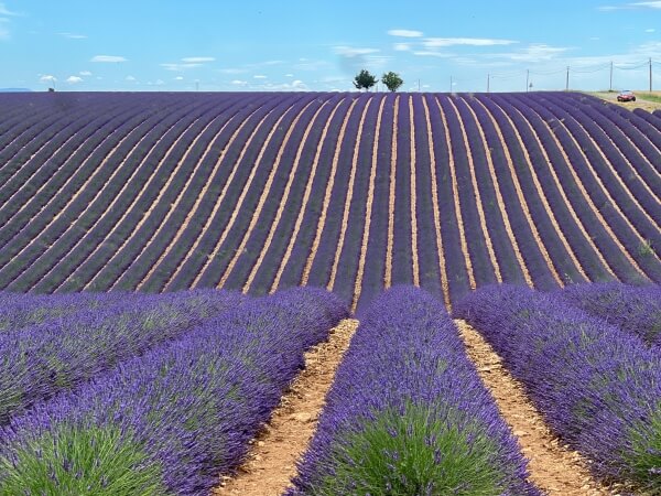 Lavender fields in France
