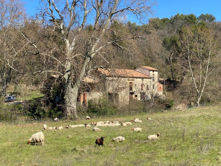 A quaint stone house in the French countryside with sheep grazing in the foreground