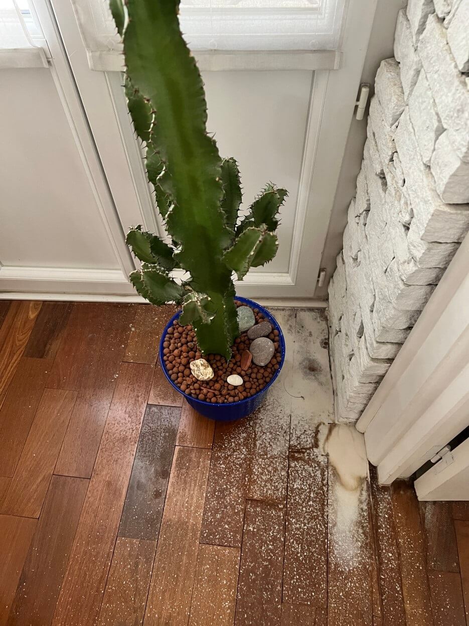 Henri le Cactus surrounded by damage to the brick wall