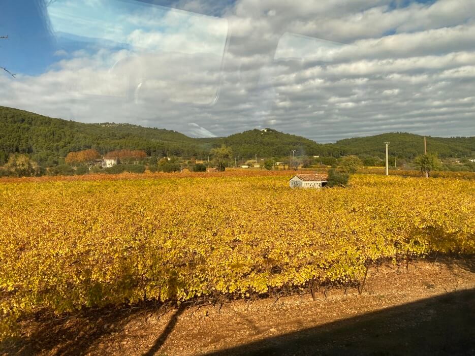 The yellow color of the grape vines in the countryside fields on the way to Nice by train