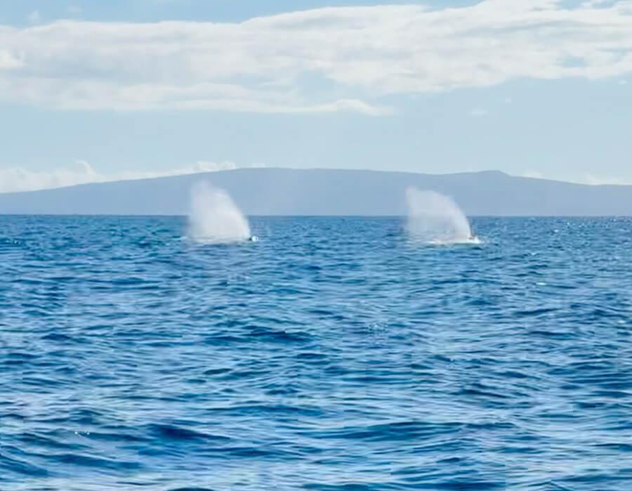 Whales blowing on a whale watching tour in Hawaii