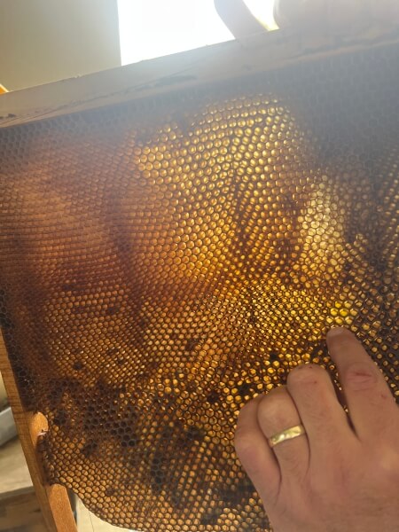 A honeycomb from Kathy's son's beehive