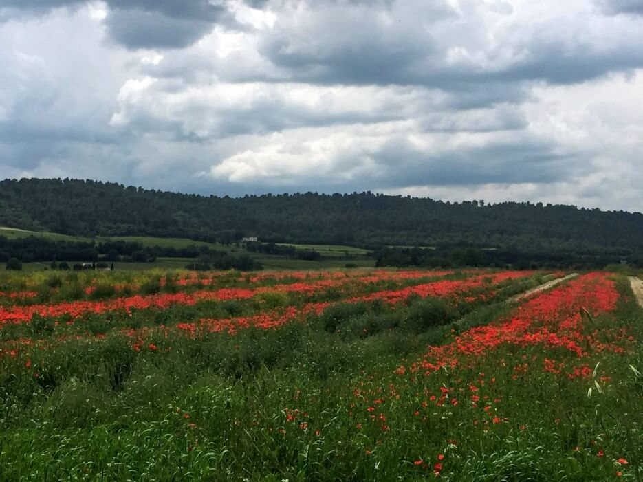 Poppy fields around Lourmarin