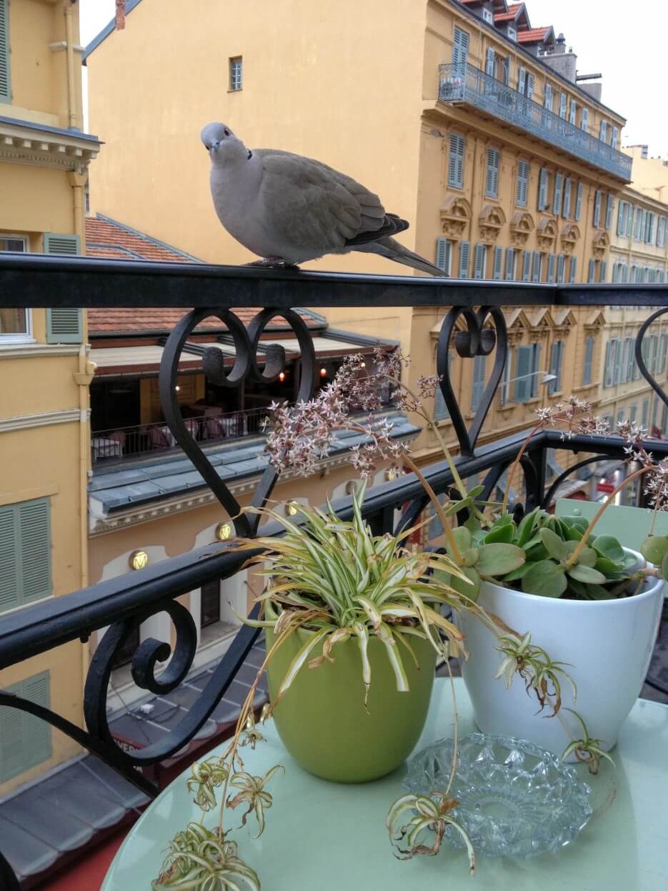 A pigeon on the railing of Adrian Leeds' balcony of her apartment in Nice