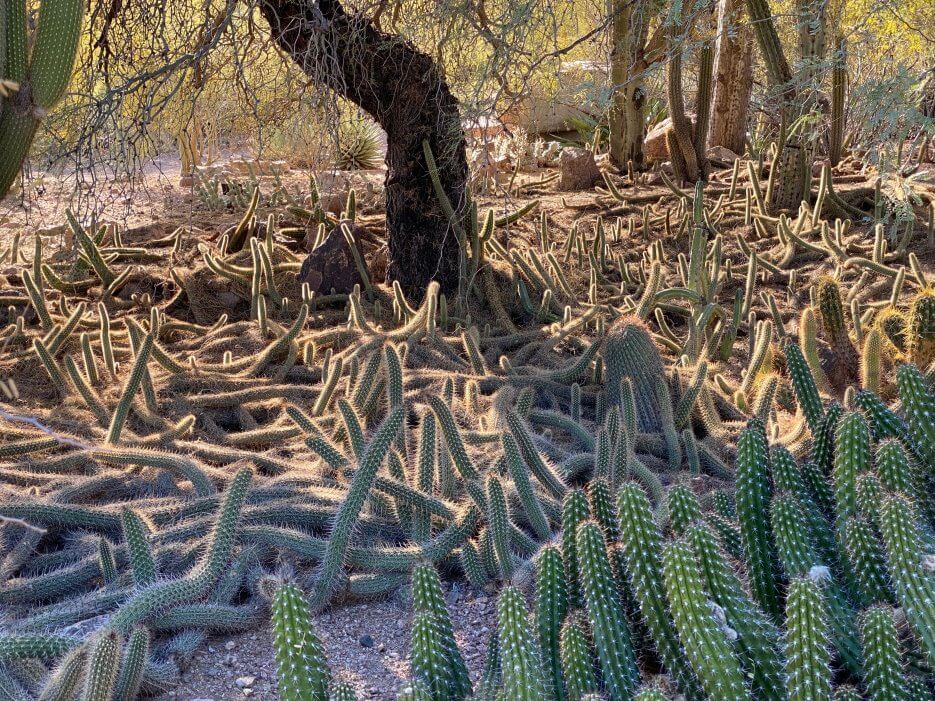 Various types of cacti at the Desert Botanical Garden in Scottsdale Arizona