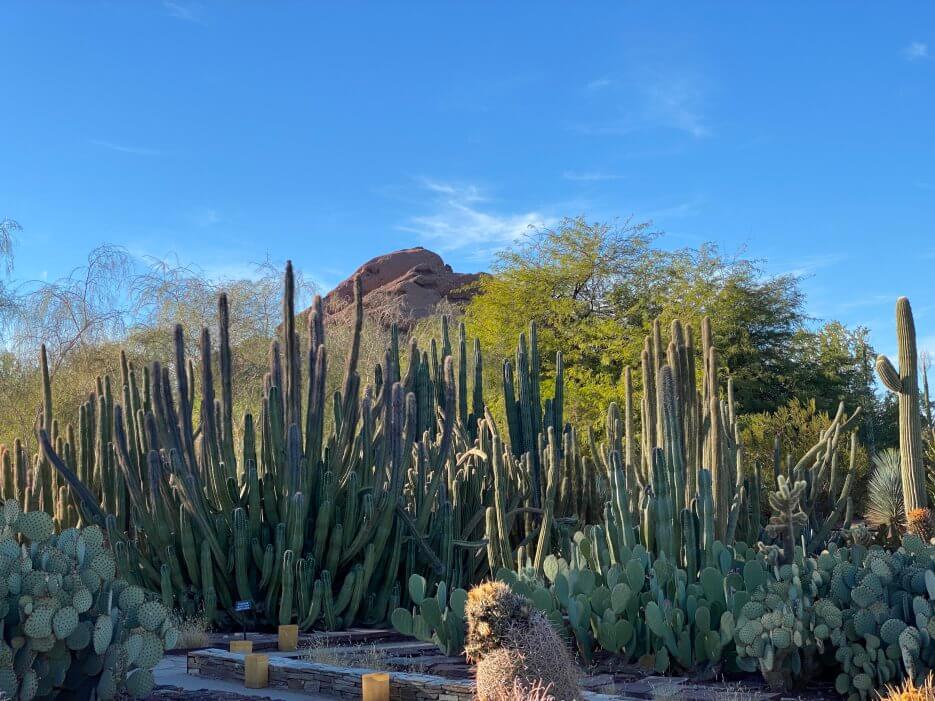 The Desert Botanical Garden in Scottsdale Arizona