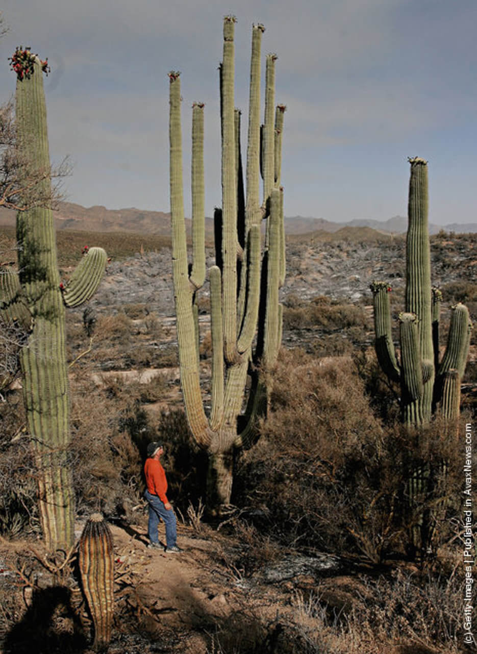 The world's biggest Saguaro Cactus