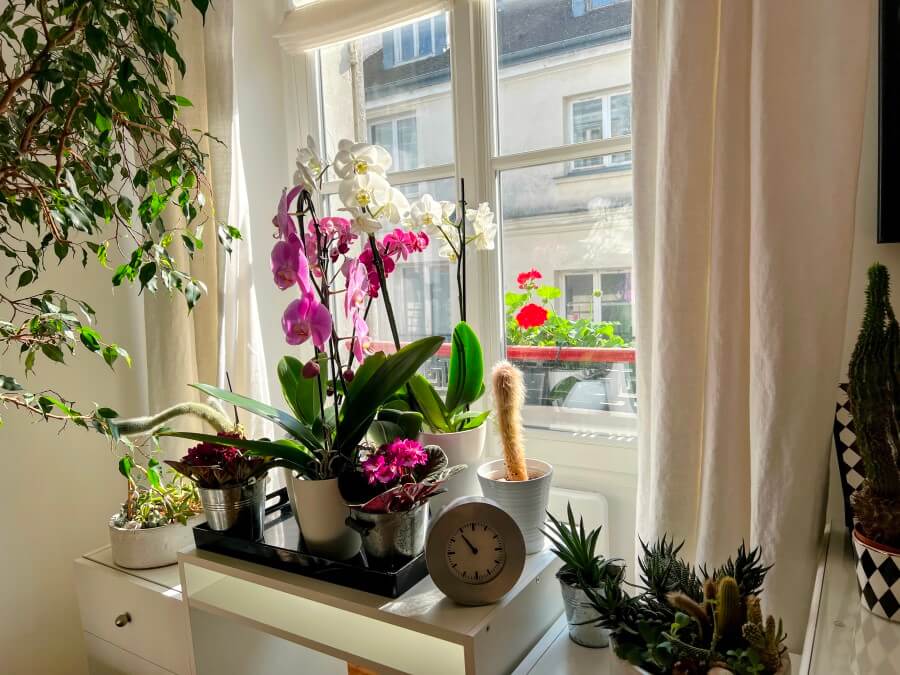 The additional flowers Adrian Leeds purchases at The Vilmorin flower marked in Paris, France