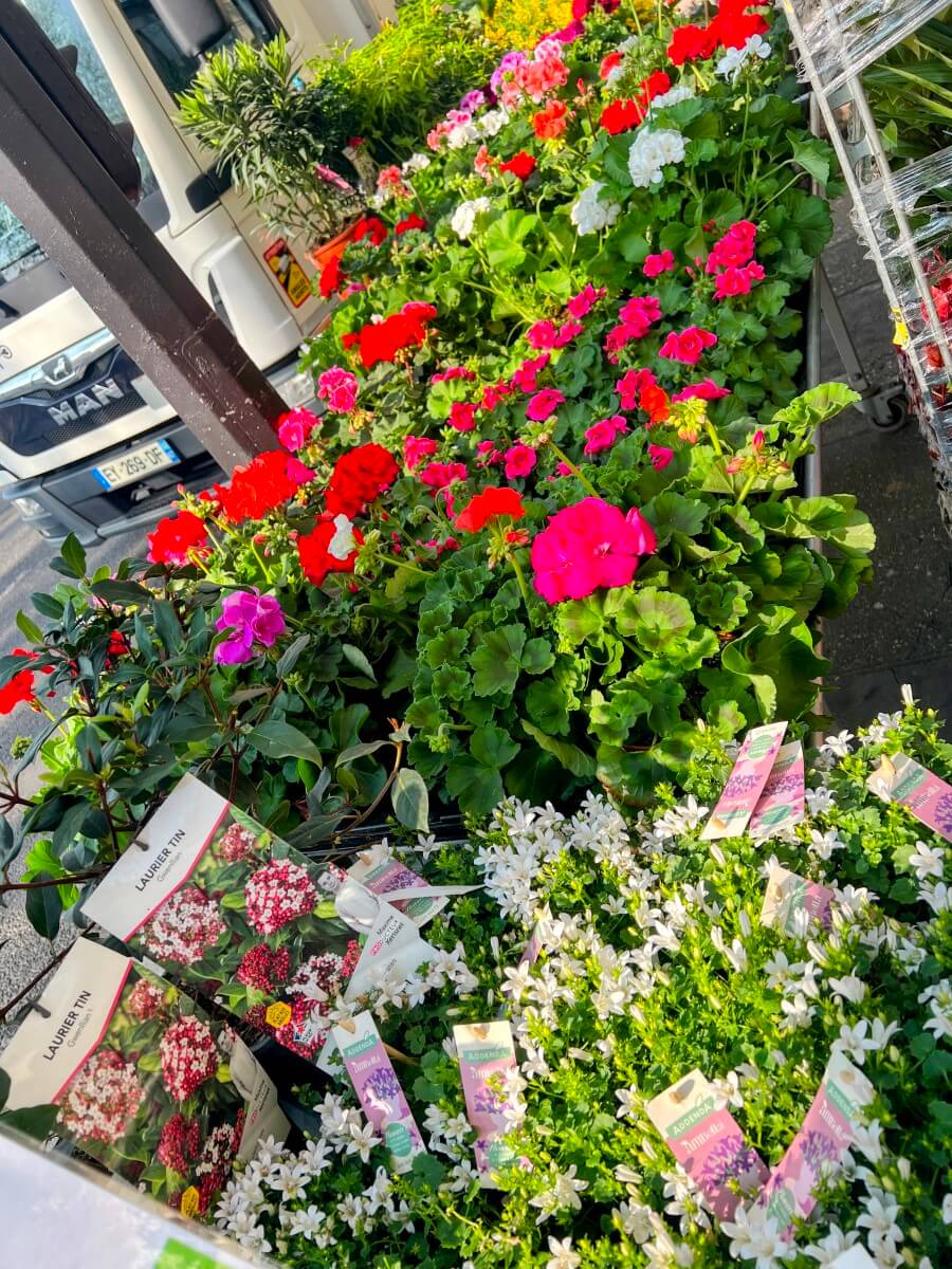 The Vilmorin flower marked in Paris, France
