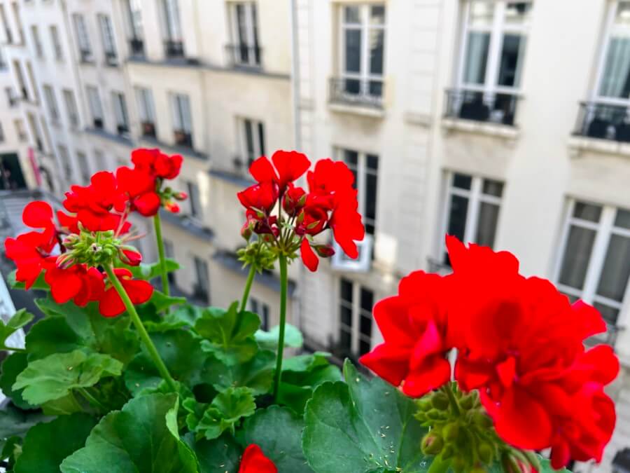 Adrian Leeds' geraniums in her windowbox