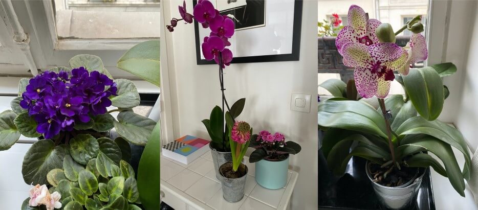 Photo of colorful violet, hyacinth, and orchid purchased by Adrian Leeds in Paris