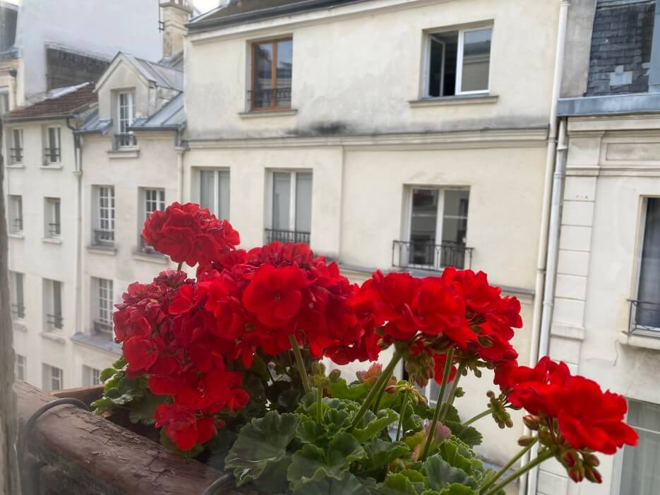 Windowbox full of geraniums outside the window of a Paris apartment