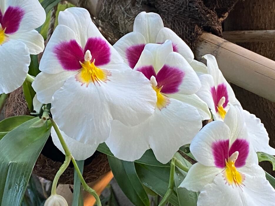 White orchids with yellow and purple centers