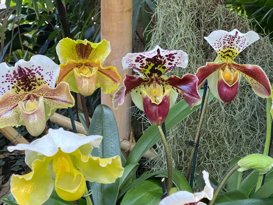 A variety of colorful orchids purchase at the Mille & Une Orchidées exhibit in Paris