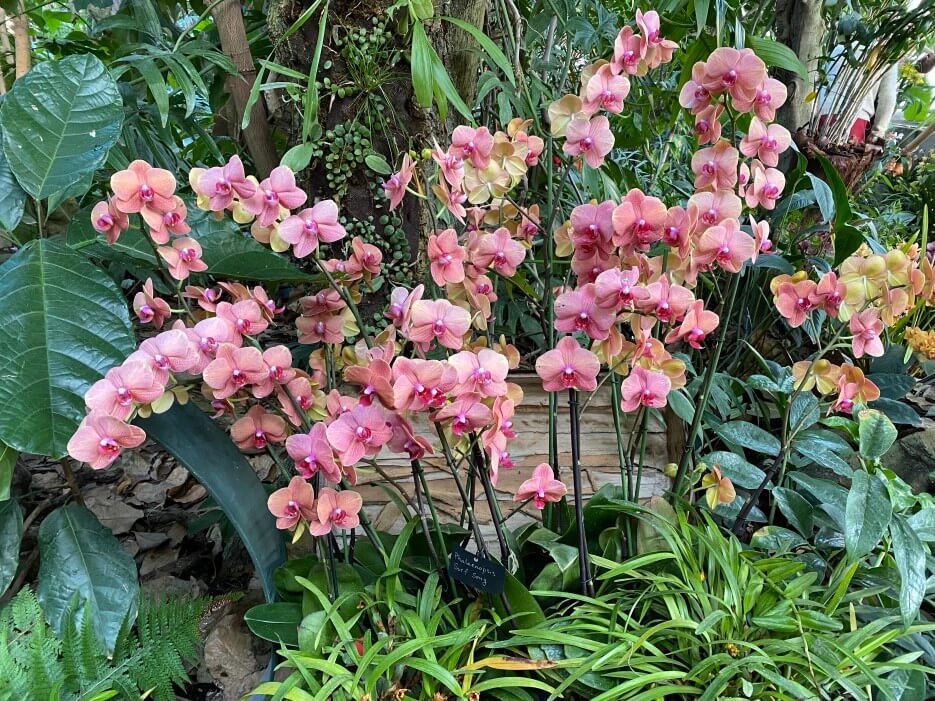 Multi-stemmed pink orchids on dislay at the Mille & Une Orchidées exhibit in Paris