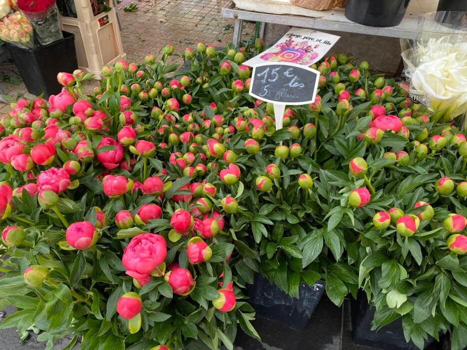 Peonies for Sale on the Cours Saleya in Nice France