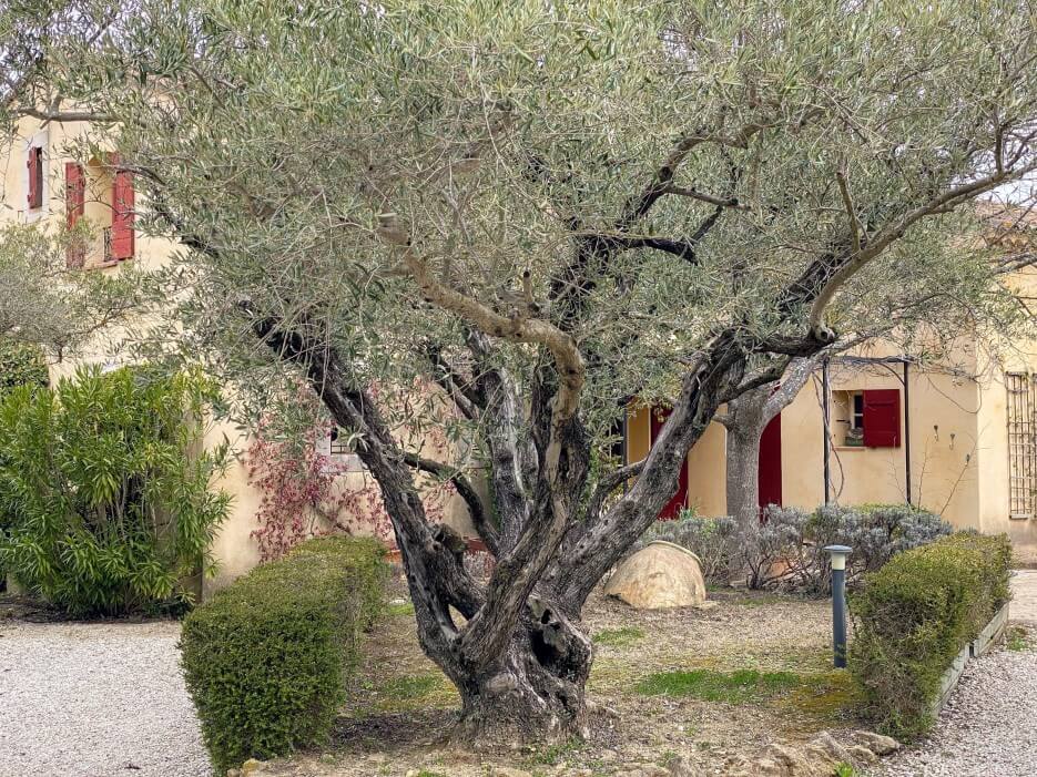Photo of one of the many olive trees at property for sale Les Olivettes in the south of France