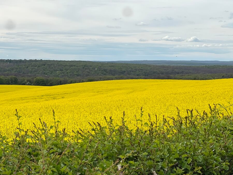 Adrian Leeds' view of a colza field from the train