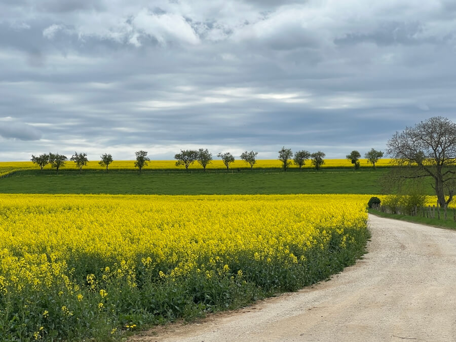 Fields of Colza along side the road