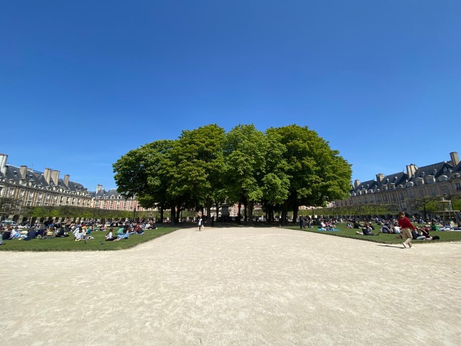 Photo of Linden trees in Place des Vosges Paris France