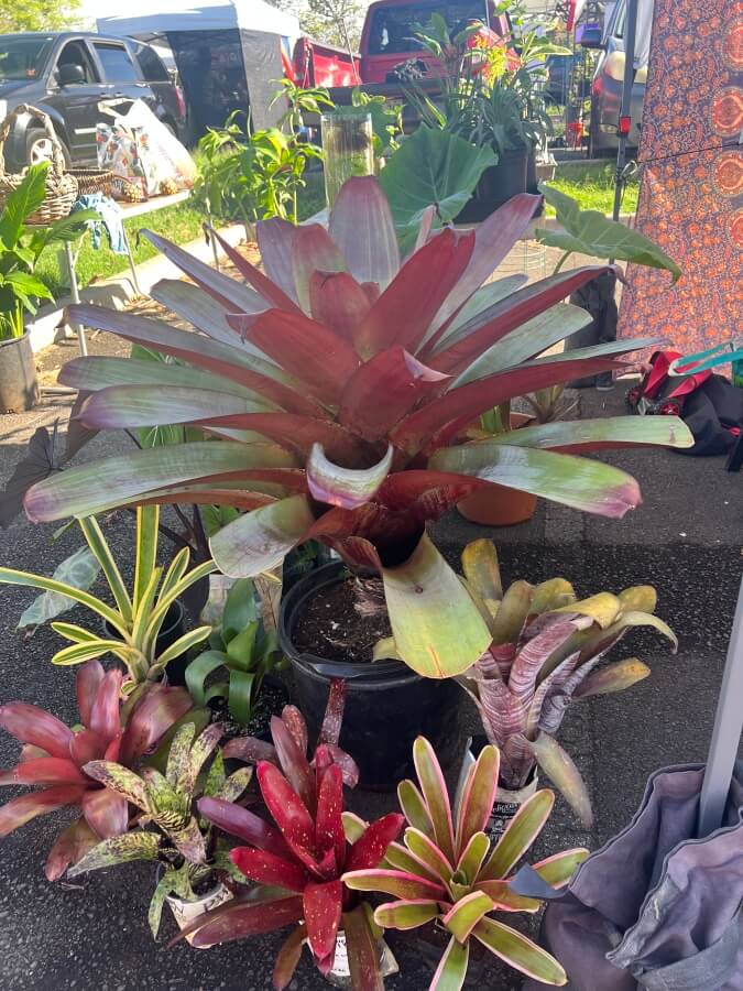 Bromeliads at The Farmers Market on Maui