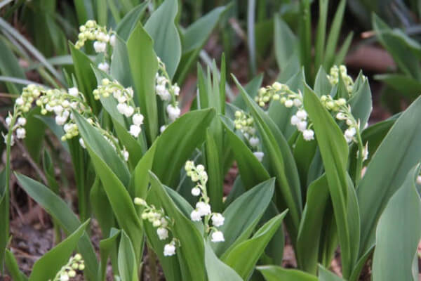 A bouquet of Lilly of the Valley