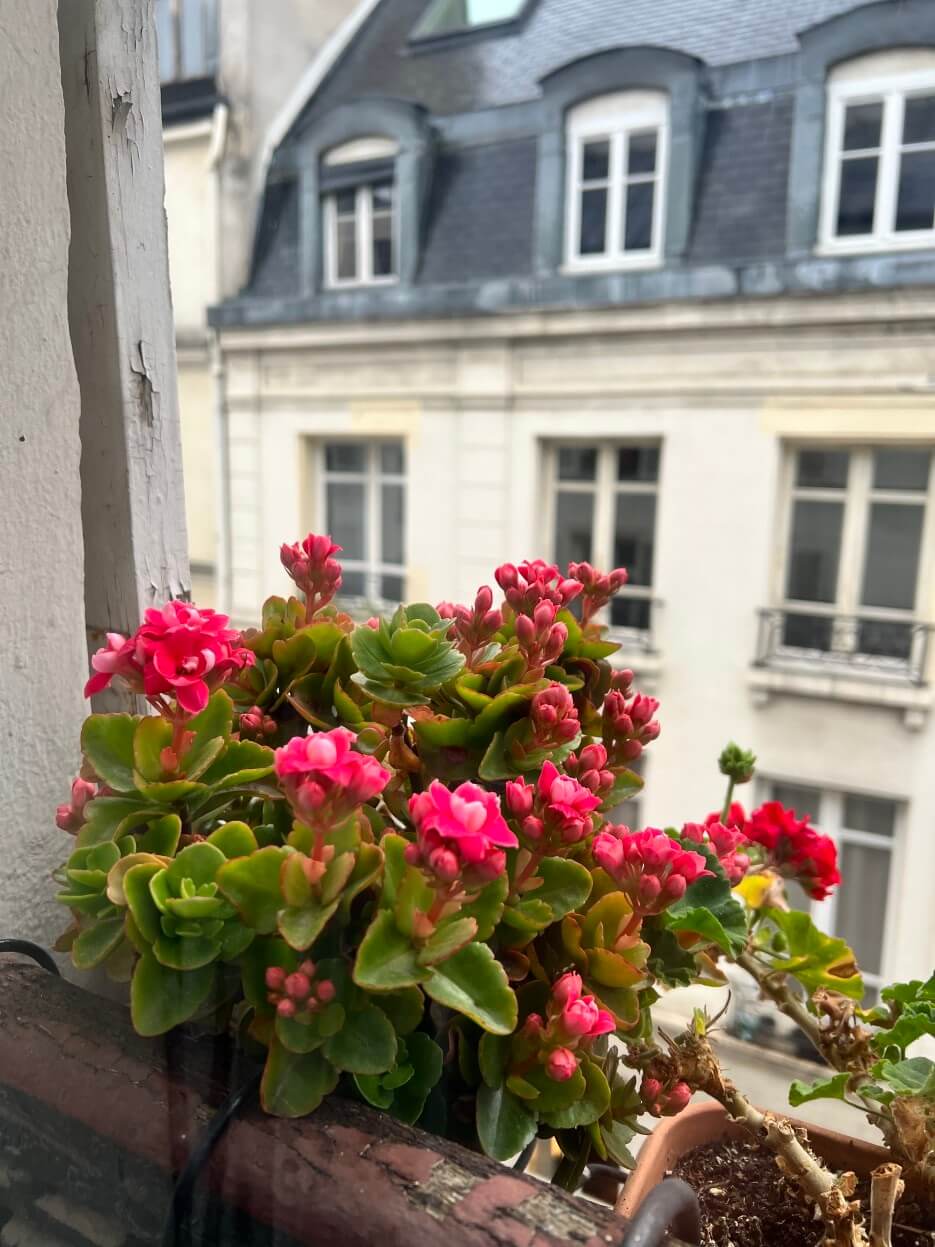 Geraniums in a window flower box outside Adrian Leeds' apartment in Paris