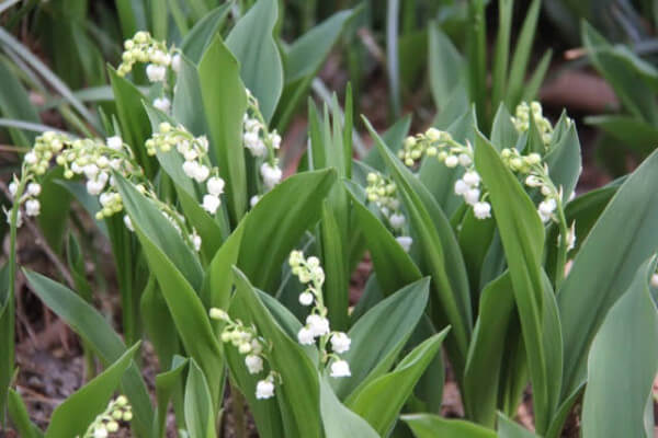 French Muguet, lily of the valley for May Day in France