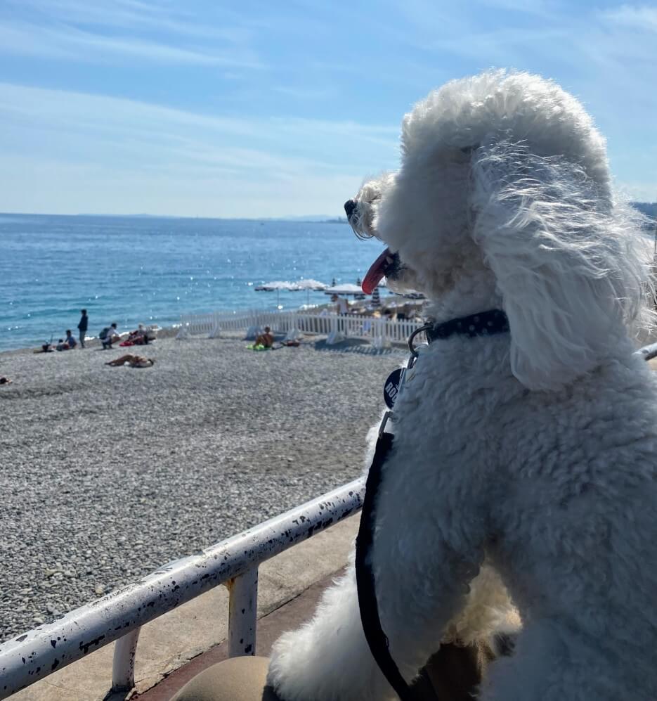 A white poodle perched on the seawall in Nice