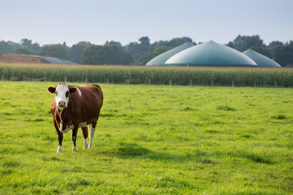 A cow standing in a field as an example of biogas in France