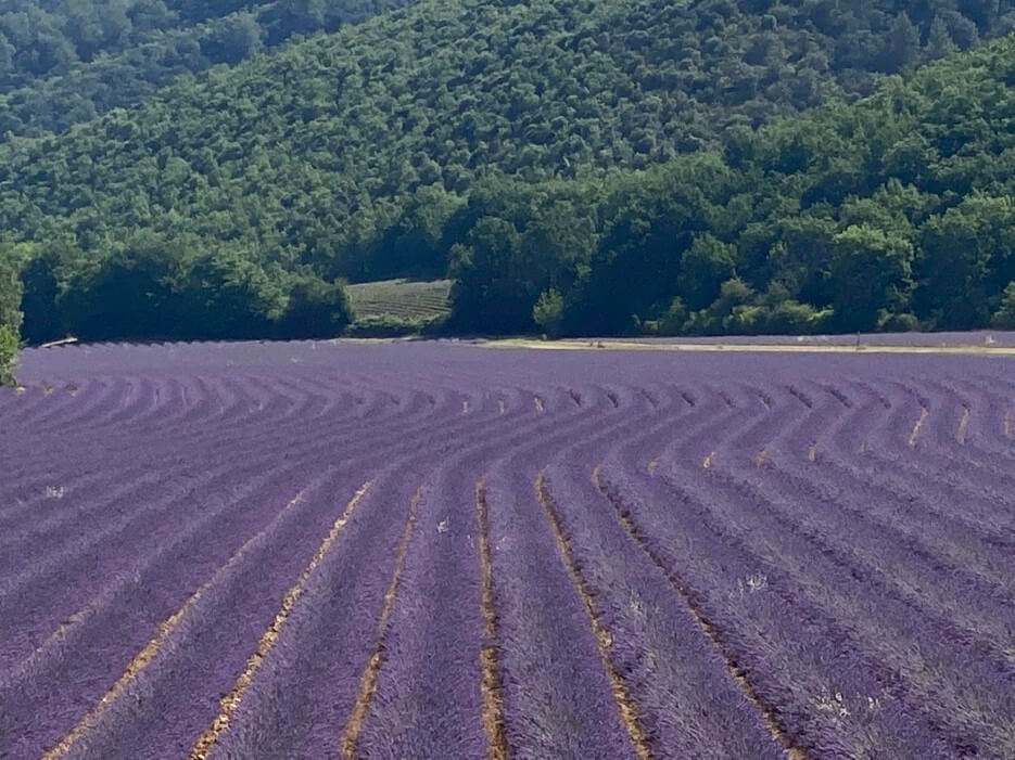 A lavender field in the South of France