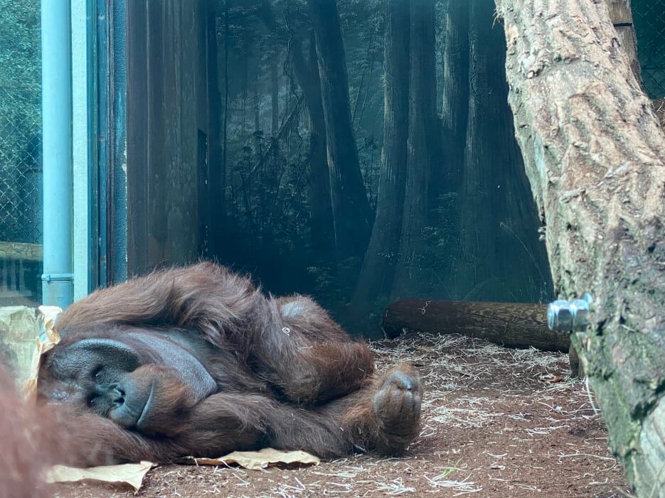 Banggi, the father Orangutan at the Ménagerie of the Jardin des Plantes