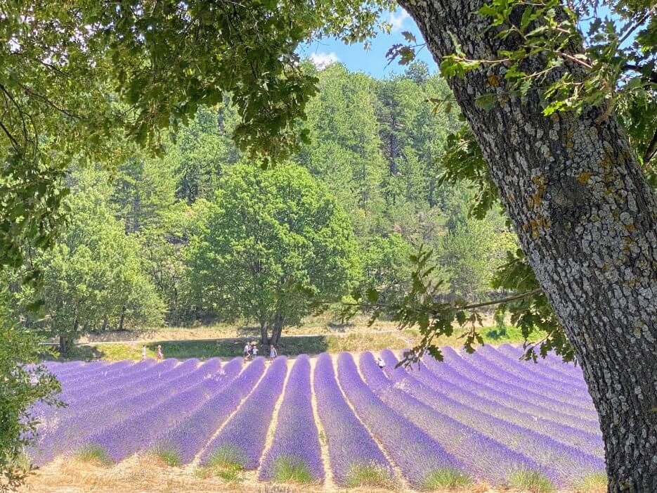 A lavender field in the south of France