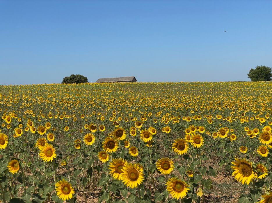 A field of sunflowers growing near the lavender fields in the south of France