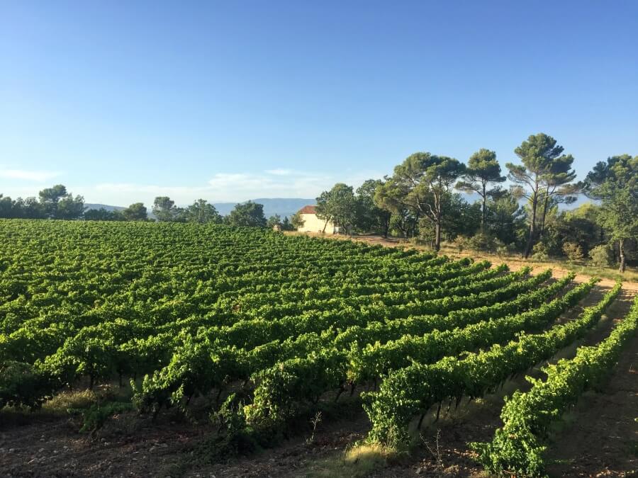 A vineyard in France