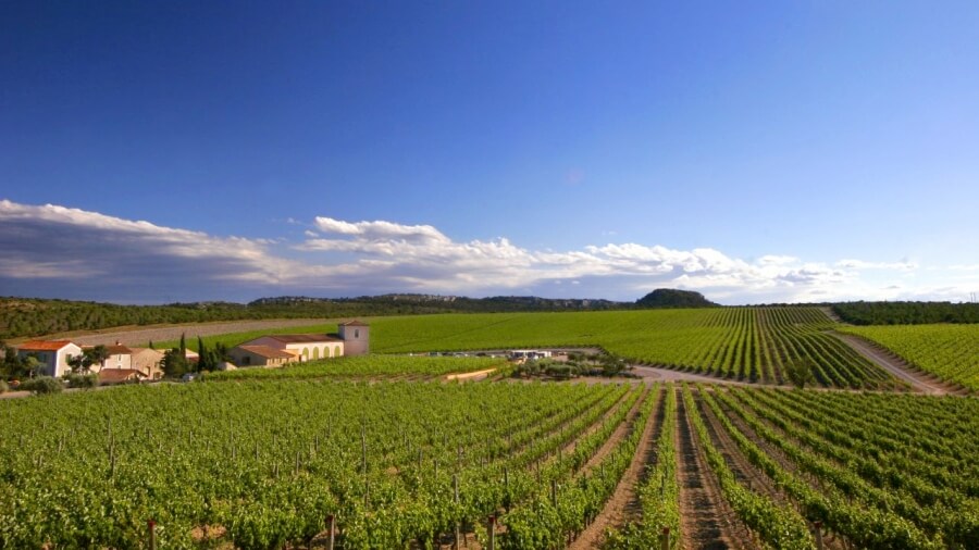 A vineyard in France