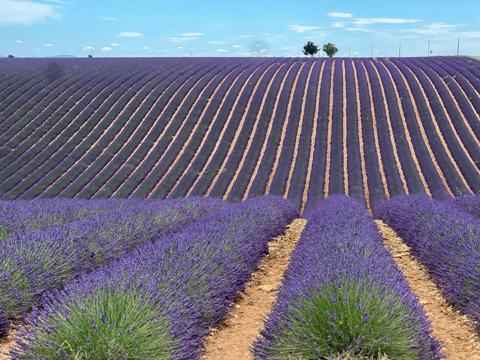 Lavendar fields in the south of France