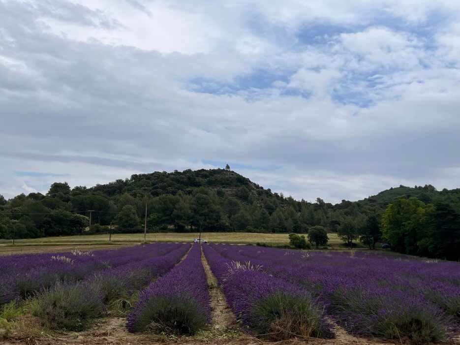 Second lavender field in the south of france