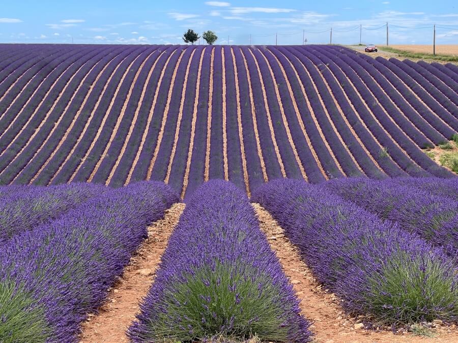 Large lavender field in Provence France