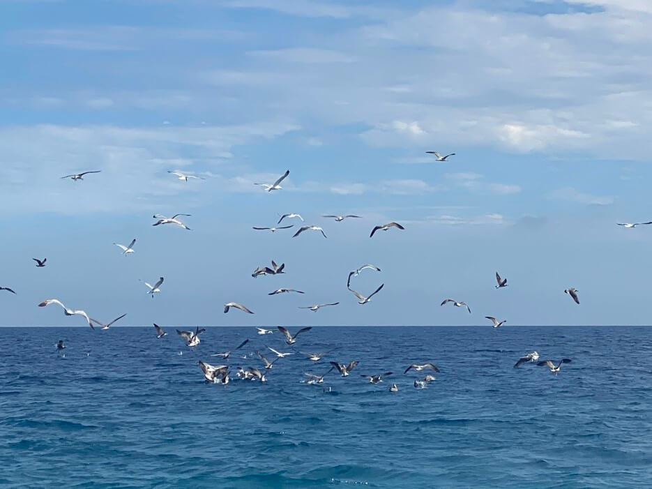 Photo of seagulls "swarming" in Nice, by Adrian Leeds