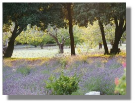 The lavender in Provence - France