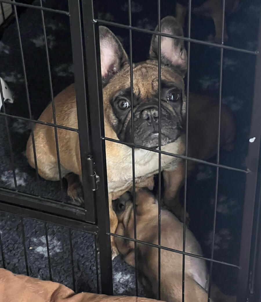 A French Bulldog mother with puppies