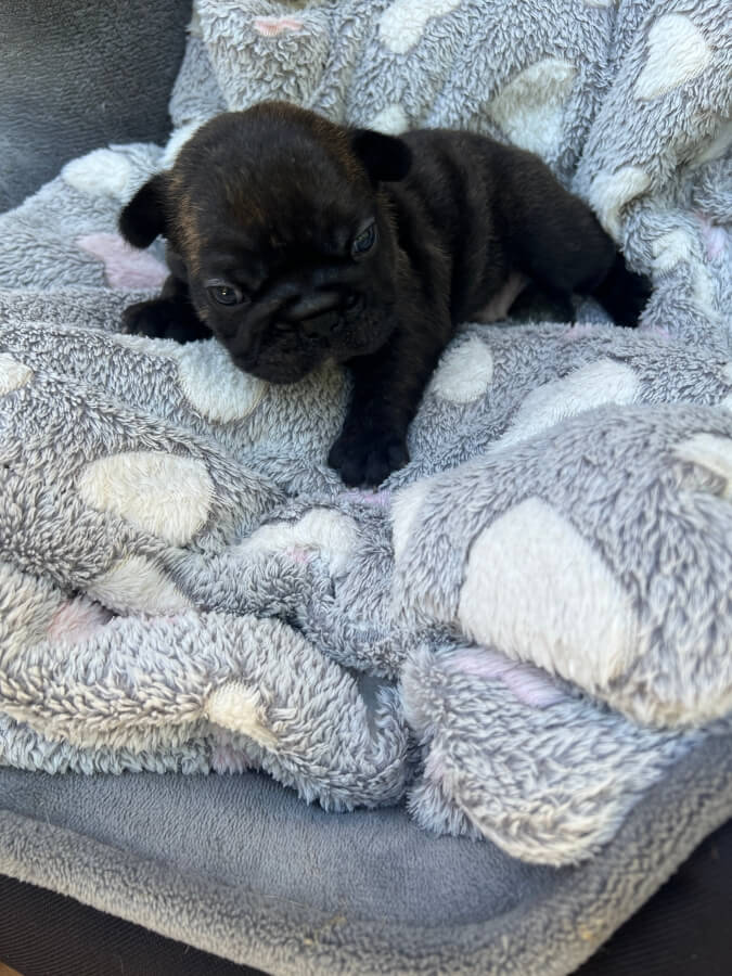 A French Bulldog puppy