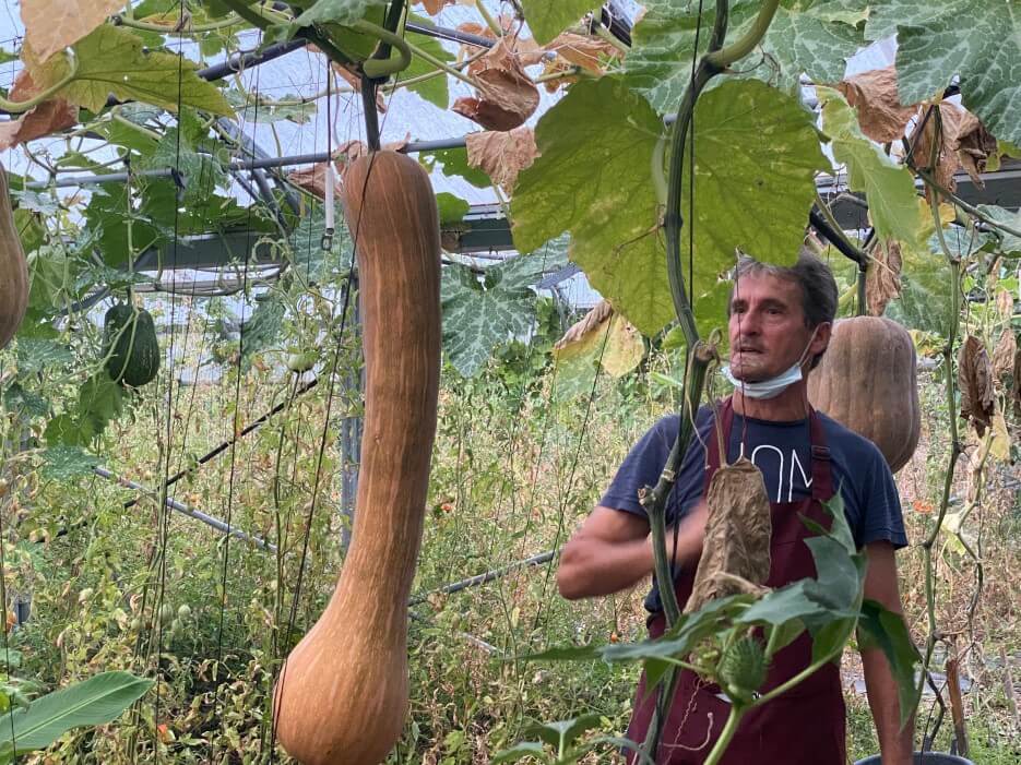 Pierre Magnani among his gourds expounding on his organic gardening