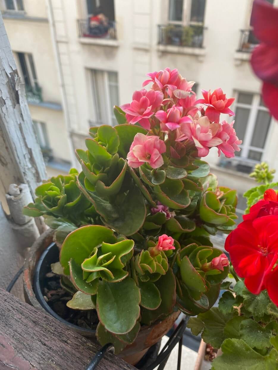 The Kalanchoe plant Adrian Leeds bought from Victor at Les 2 au Coin