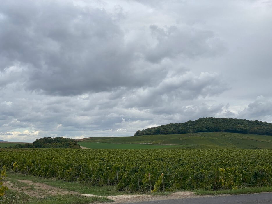 Looking across a vineyard's fields in Epernay, France