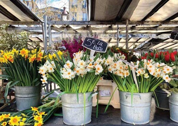Buckets of freshcut daffodills at a flower market in Paris