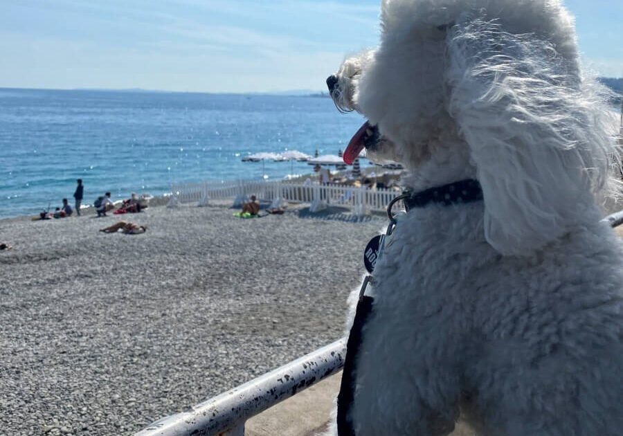 A fluffy white dog on the Promenade in Nice, France